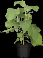 Solanum melongena (Aubergine) - afbeelding 9