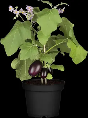 Solanum melongena (Aubergine) - afbeelding 15