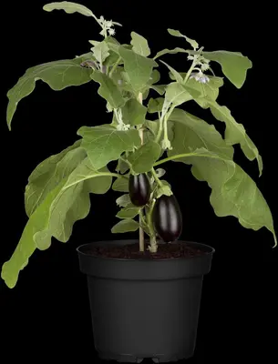 Solanum melongena (Aubergine) - afbeelding 16