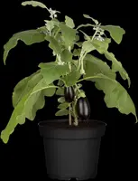 Solanum melongena (Aubergine) - afbeelding 16