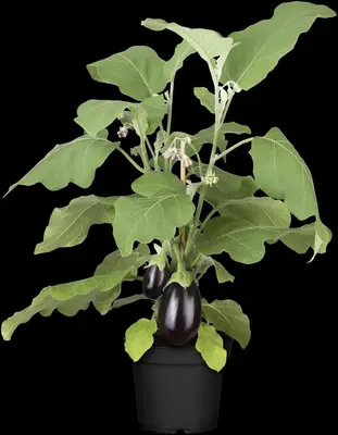 Solanum melongena (Aubergine) - afbeelding 10