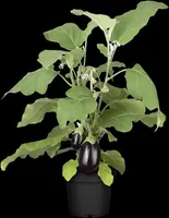 Solanum melongena (Aubergine) - afbeelding 10