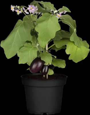 Solanum melongena (Aubergine) - afbeelding 13