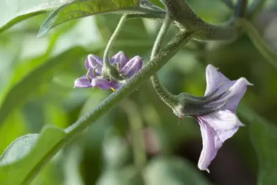 Solanum melongena (Aubergine) - afbeelding 7