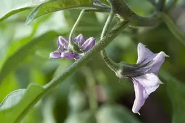 Solanum melongena (Aubergine) - afbeelding 7