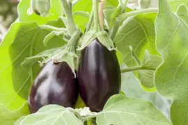 Solanum melongena (Aubergine) - afbeelding 12