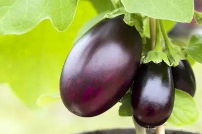 Solanum melongena (Aubergine) - afbeelding 17