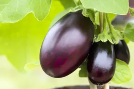 Solanum melongena (Aubergine) - afbeelding 17