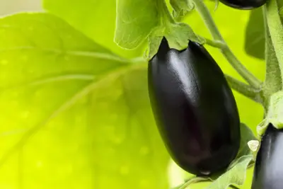 Solanum melongena (Aubergine) - afbeelding 20
