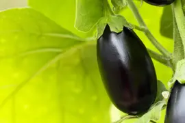 Solanum melongena (Aubergine) - afbeelding 20