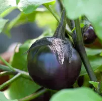 Solanum melongena (Aubergine) - afbeelding 1