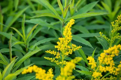 Solidago Hybr. Goldkind (Guldenroede) - afbeelding 3