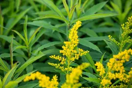 Solidago Hybr. Goldkind (Guldenroede) - afbeelding 3