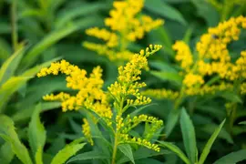 Solidago Hybr. Goldkind (Guldenroede) - afbeelding 4