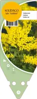 Solidago Hybr. Goldkind (Guldenroede) - afbeelding 1