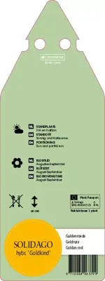 Solidago Hybr. Goldkind (Guldenroede) - afbeelding 2