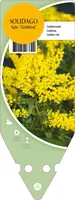 Solidago Hybr. Goldkind (Guldenroede) - afbeelding 1