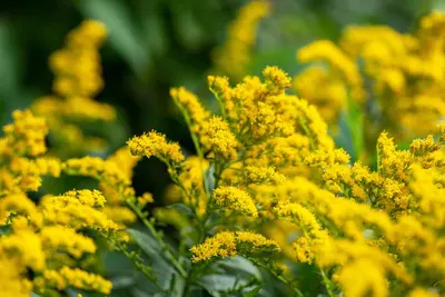 Solidago strahlenkrone (Guldenroede) - afbeelding 2