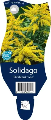 Solidago strahlenkrone (Guldenroede) - afbeelding 1