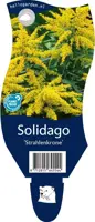 Solidago strahlenkrone (Guldenroede) - afbeelding 1