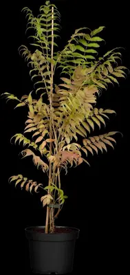 Sorbaria sorbifolia 'Sem'(s) (Lijsterbesspirea 'Sem') - afbeelding 1
