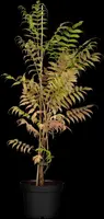 Sorbaria sorbifolia 'Sem'(s) (Lijsterbesspirea 'Sem') - afbeelding 1