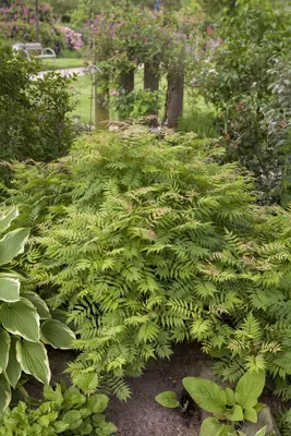 Sorbaria sorbifolia 'Sem'(s) (Lijsterbesspirea 'Sem') - afbeelding 2