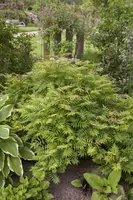 Sorbaria sorbifolia 'Sem'(s) (Lijsterbesspirea 'Sem') - afbeelding 2