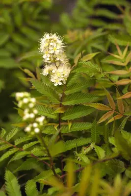 Sorbaria sorbifolia 'Sem'(s) (Lijsterbesspirea 'Sem') - afbeelding 4