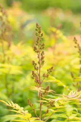 Sorbaria sorbifolia 'Sem'(s) (Lijsterbesspirea 'Sem') - afbeelding 9