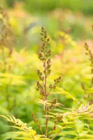 Sorbaria sorbifolia 'Sem'(s) (Lijsterbesspirea 'Sem') - afbeelding 9