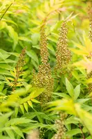 Sorbaria sorbifolia 'Sem'(s) (Lijsterbesspirea 'Sem') - afbeelding 10