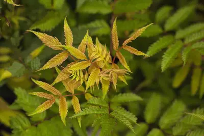 Sorbaria sorbifolia 'Sem'(s) (Lijsterbesspirea 'Sem') - afbeelding 3
