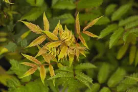 Sorbaria sorbifolia 'Sem'(s) (Lijsterbesspirea 'Sem') - afbeelding 3