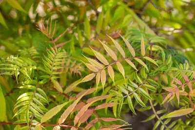 Sorbaria sorbifolia 'Sem'(s) (Lijsterbesspirea 'Sem') - afbeelding 5