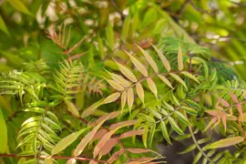 Sorbaria sorbifolia 'Sem'(s) (Lijsterbesspirea 'Sem') - afbeelding 5