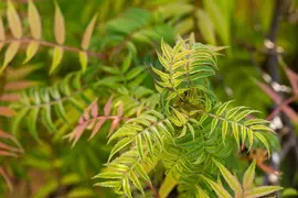 Sorbaria sorbifolia 'Sem'(s) (Lijsterbesspirea 'Sem') - afbeelding 6