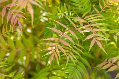 Sorbaria sorbifolia 'Sem'(s) (Lijsterbesspirea 'Sem') - afbeelding 7