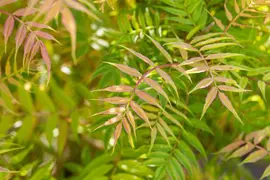 Sorbaria sorbifolia 'Sem'(s) (Lijsterbesspirea 'Sem') - afbeelding 7