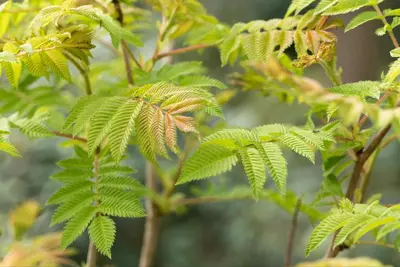 Sorbaria sorbifolia 'Sem'(s) (Lijsterbesspirea 'Sem') - afbeelding 8
