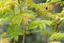 Sorbaria sorbifolia 'Sem'(s) (Lijsterbesspirea 'Sem') - afbeelding 8