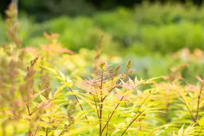 Sorbaria sorbifolia 'Sem'(s) (Lijsterbesspirea 'Sem') - afbeelding 11