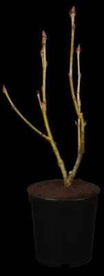 Sorbus aucuparia 'Ulong' (Lijsterbes 'Ulong') - afbeelding 1