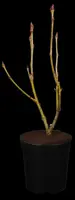 Sorbus aucuparia 'Ulong' (Lijsterbes 'Ulong') - afbeelding 1