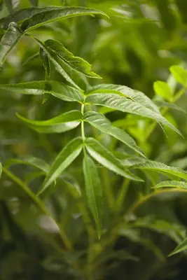 Sorbus aucuparia 'Ulong' (Lijsterbes 'Ulong') - afbeelding 2