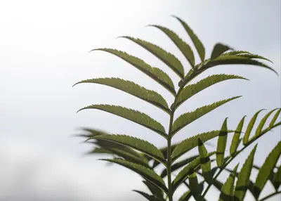 Sorbus aucuparia 'Ulong' (Lijsterbes 'Ulong') - afbeelding 3