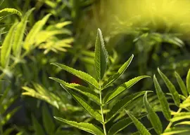 Sorbus aucuparia 'Ulong' (Lijsterbes 'Ulong') - afbeelding 4