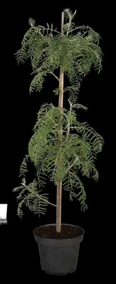 Sorbus 'Chinese Lace' (Lijsterbes 'Chinese Lace') - afbeelding 1