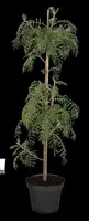 Sorbus 'Chinese Lace' (Lijsterbes 'Chinese Lace') - afbeelding 1