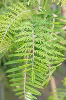 Sorbus 'Chinese Lace' (Lijsterbes 'Chinese Lace') - afbeelding 2